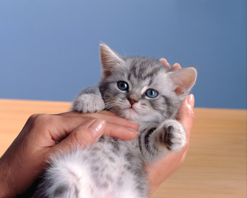 Gray Tabby Kitten — Calm, Photograph, Hands