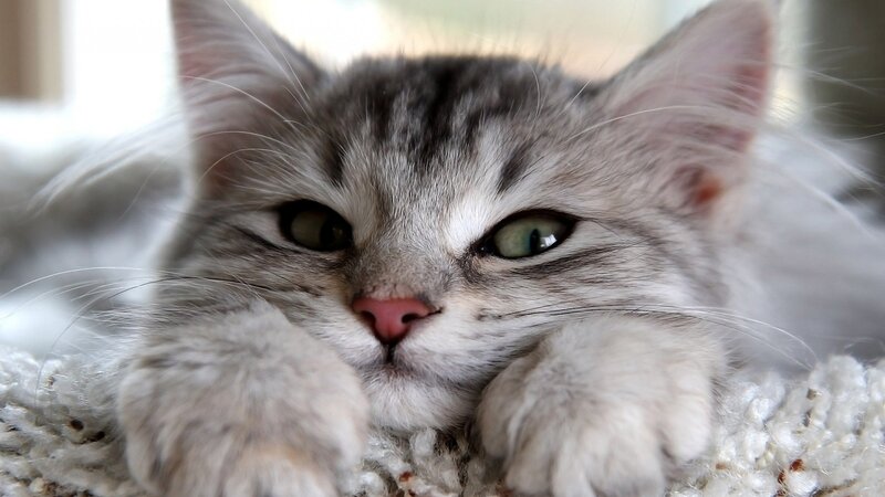 Gray Tabby Kitten — Calm, Photograph, Knit Surface
