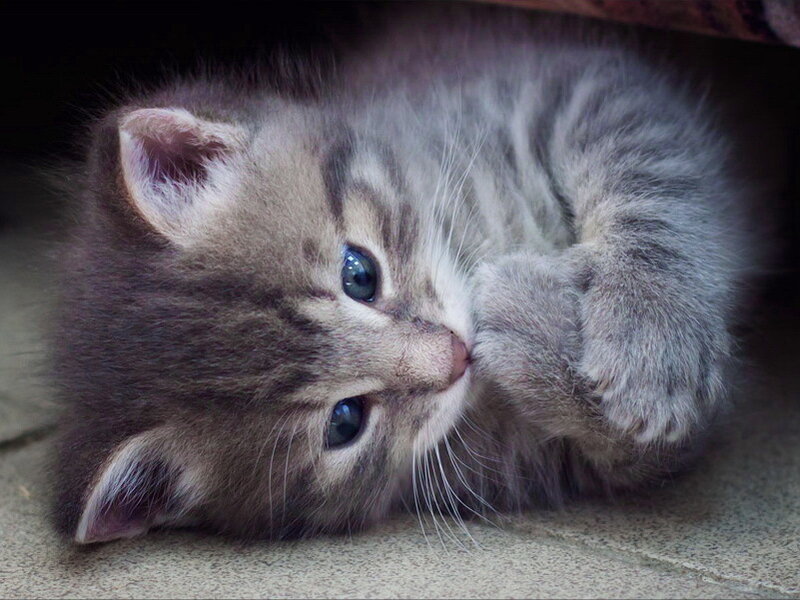 Gray Tabby Kitten — Calm, Photograph, Paw