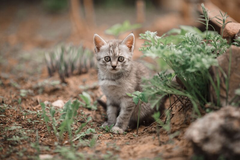 Gray Tabby Kitten — Calm, Photograph, Plants