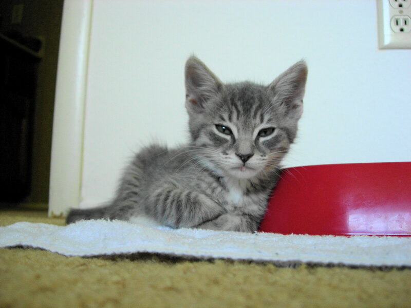 Gray Tabby Kitten — Calm, Photograph, Red Bowl