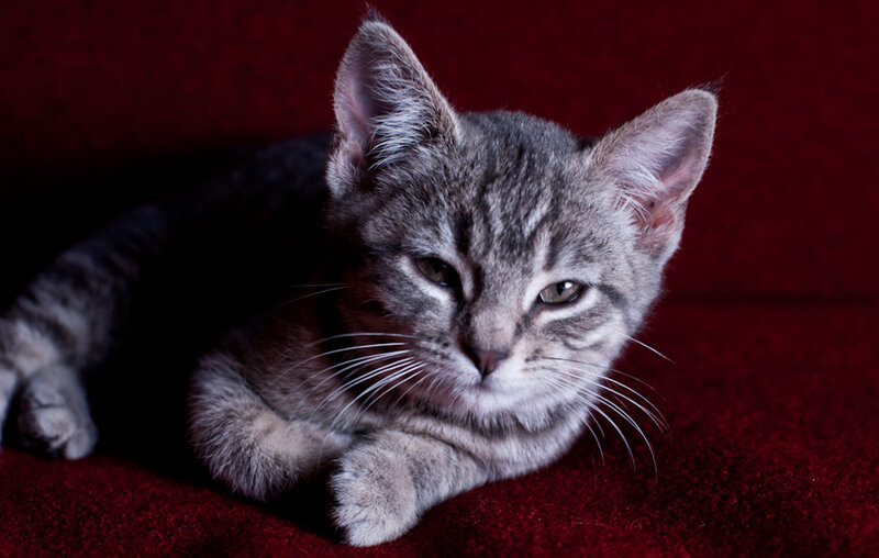 Gray Tabby Kitten — Calm, Photograph, Red Surface