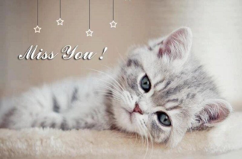 Gray Tabby Kitten — Calm, Photograph, Stars