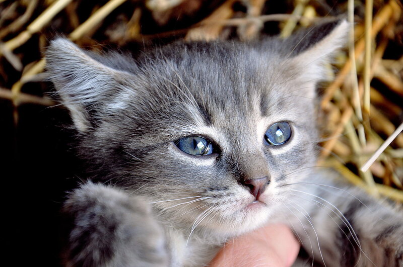 Gray Tabby Kitten — Calm, Photograph, Straw