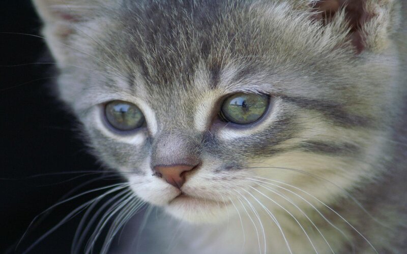 Gray Tabby Kitten — Calm, Photograph