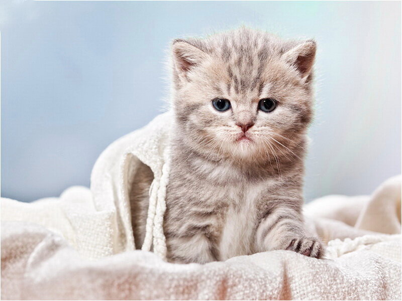 Gray Tabby Kitten — Calm, Photograph, Towel