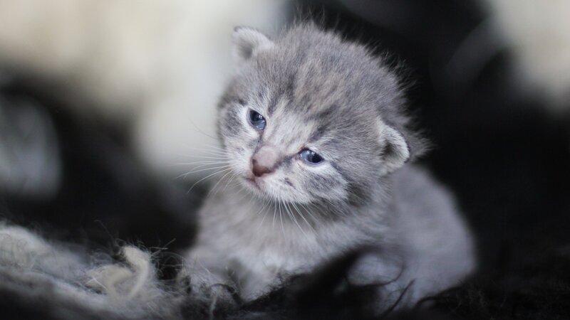 Gray Tabby Kitten — Calm, Photograph, Whiskers, Eyes, Fur