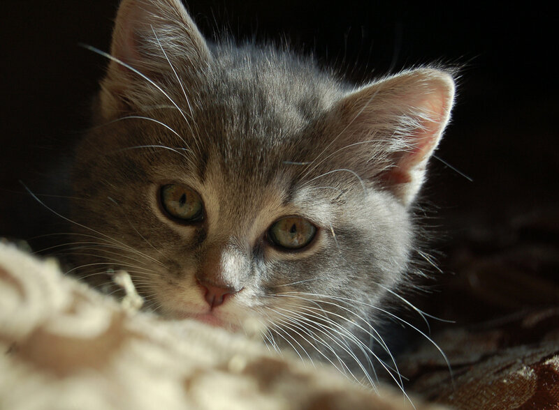 Gray Tabby Kitten — Calm, Photograph, Whiskers, Eyes