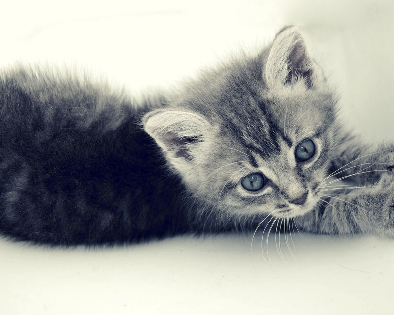 Gray Tabby Kitten — Calm, Photograph, Whiskers, Eyes, White Surface