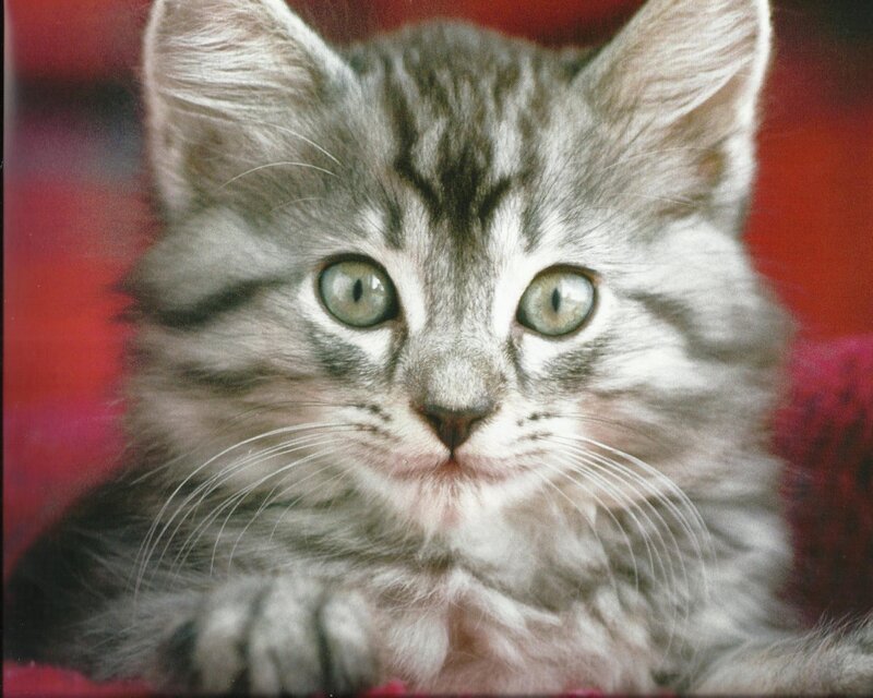 Gray Tabby Kitten — Calm, Photograph, Whiskers, Green Eyes, Red Background