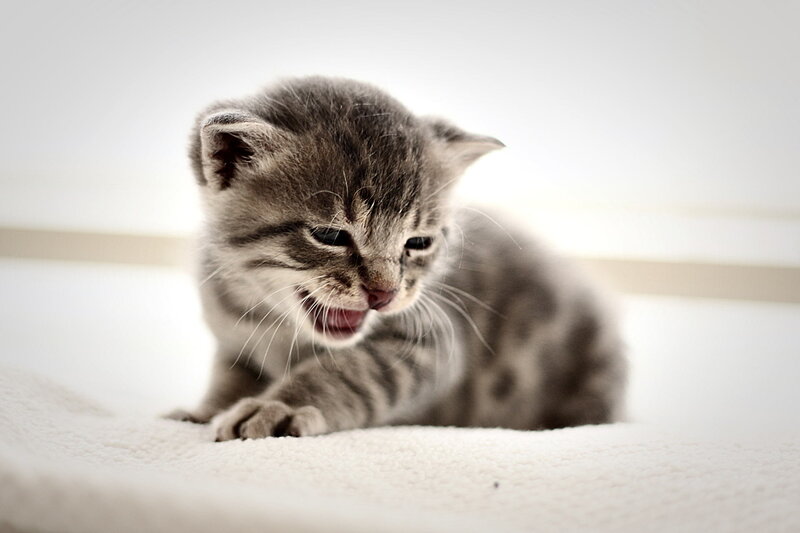 Gray Tabby Kitten — Calm, Photograph, Whiskers, Paw