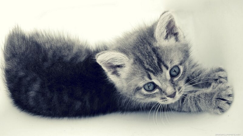 Gray Tabby Kitten — Calm, Photograph, Whiskers, Paws, Tail, White