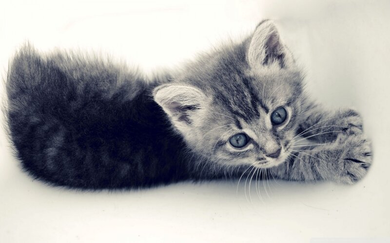 Gray Tabby Kitten — Calm, Photograph, Whiskers, Paws