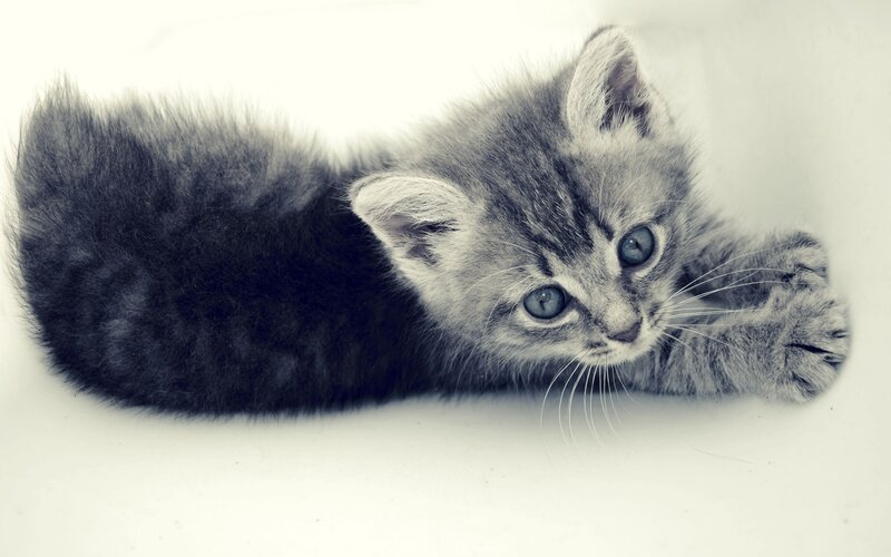 Gray Tabby Kitten — Calm, Photograph, Whiskers, Paws, White Background