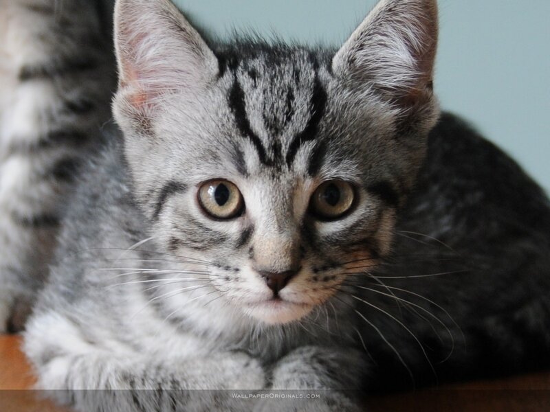 Gray Tabby Kitten — Calm, Photograph, Whiskers