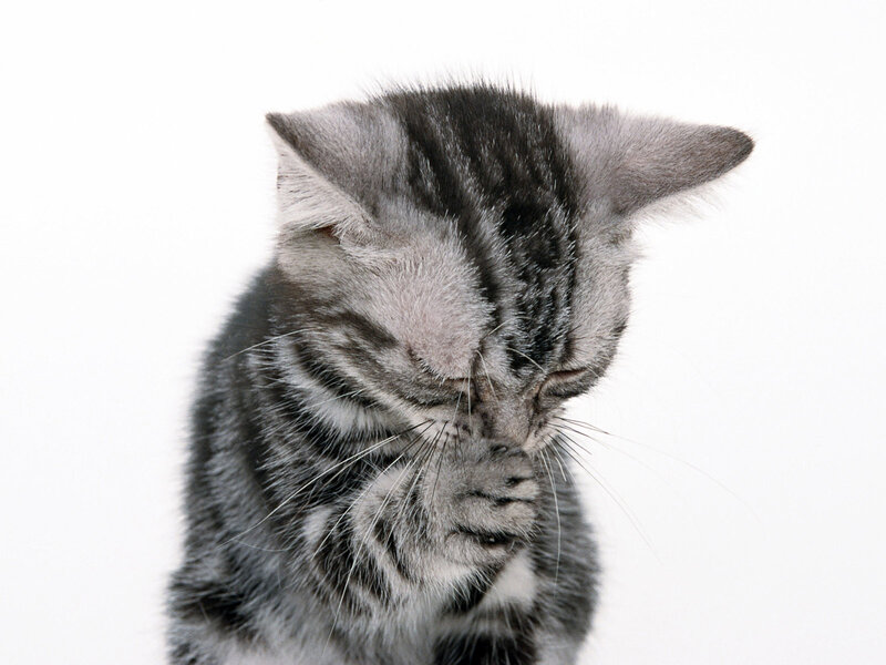 Gray Tabby Kitten — Calm, Photograph, White Background