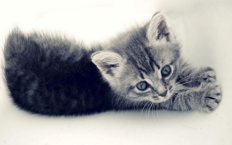 Gray Tabby Kitten — Calm, Photograph, White Surface