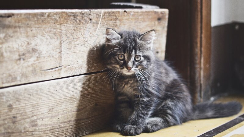 Gray Tabby Kitten — Calm, Photograph, Wooden Box