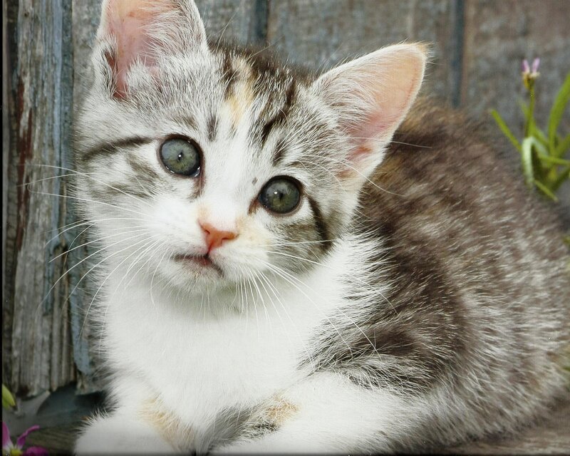 Gray Tabby Kitten — Calm, Photograph, Wooden Wall