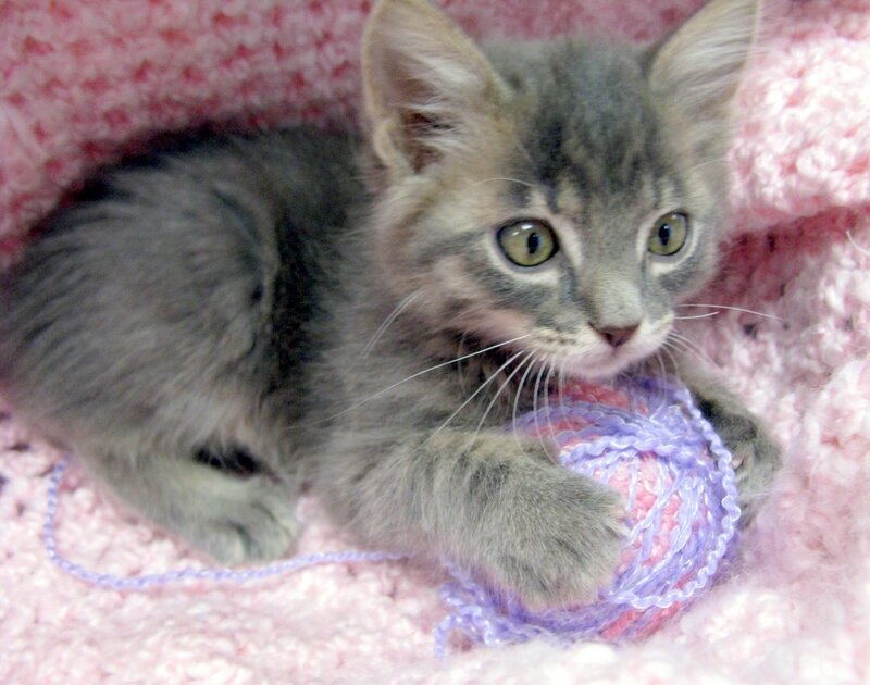Gray Tabby Kitten — Calm, Photograph, Yarn Ball