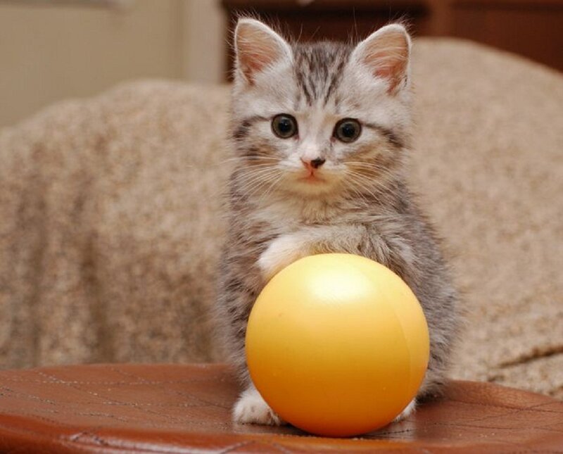 Gray Tabby Kitten — Calm, Photograph, Yellow Ball