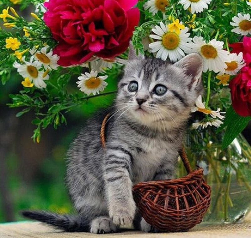 Gray Tabby Kitten — Calm, Spring, Photograph, Flowers, Basket