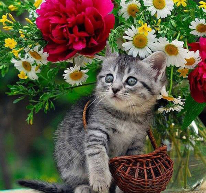 Gray Tabby Kitten — Calm, Spring, Photograph, Flowers, Basket, Vase