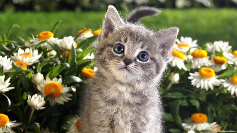 Gray Tabby Kitten — Calm, Spring, Photograph, Flowers, Grass, Daisies