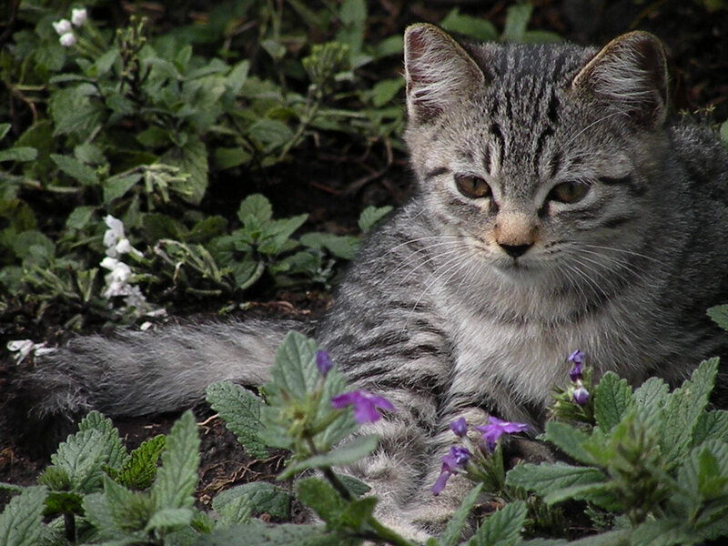 Gray Tabby Kitten — Calm, Spring, Photograph, Flowers