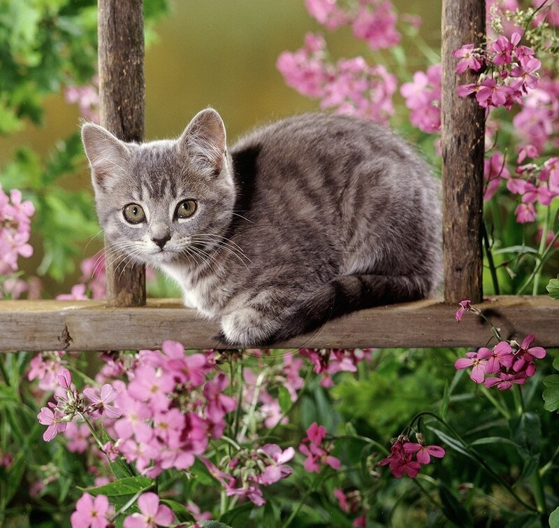 Gray Tabby Kitten — Calm, Spring, Photograph, Flowers, Wooden Rail