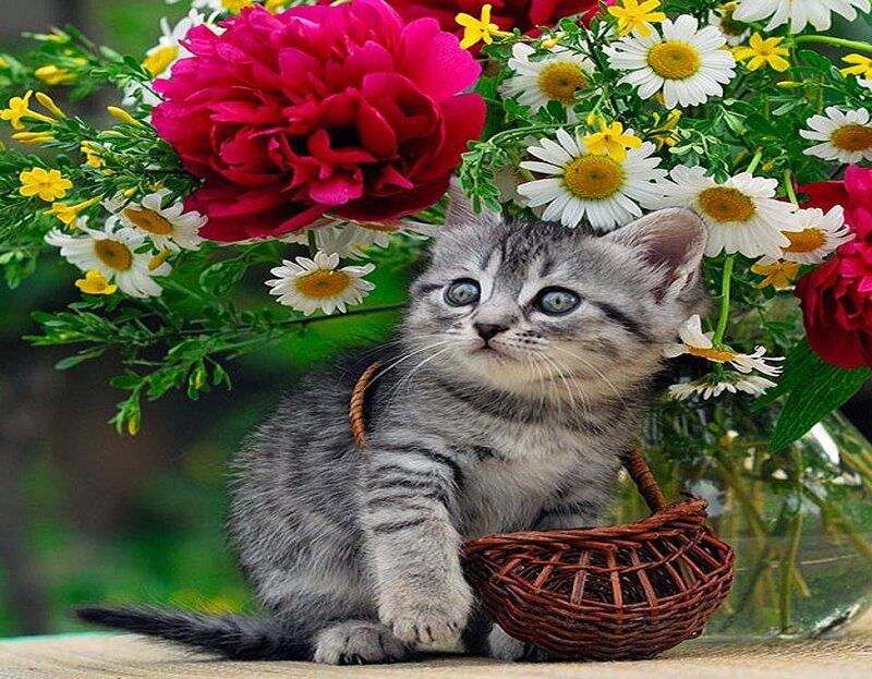 Gray Tabby Kitten — Calm, Spring, Photograph