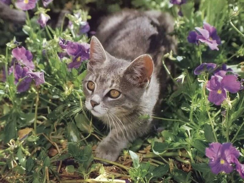 Gray Tabby Kitten — Calm, Spring