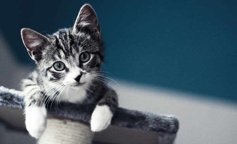 Gray Tabby Kitten — Cat Tree