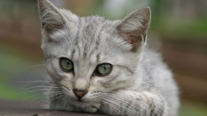 gray tabby kitten close-up