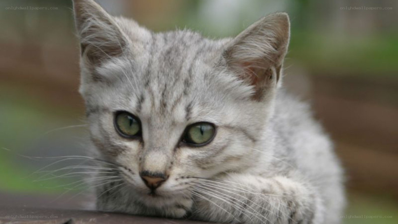 gray tabby kitten close-up