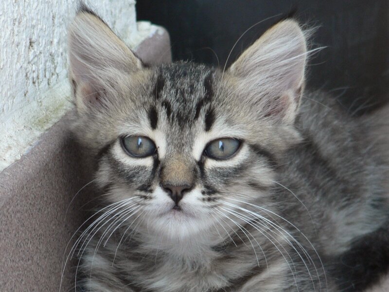 gray tabby kitten close-up