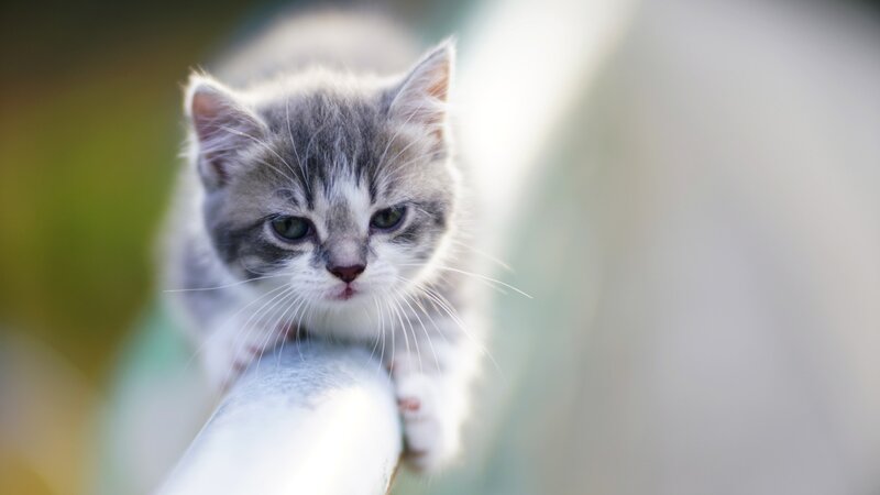 Gray Tabby Kitten — Curious, Afternoon, Photograph, Cat