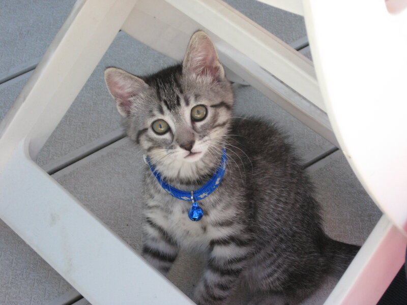 Gray Tabby Kitten — Curious, Afternoon, Photograph, Collar