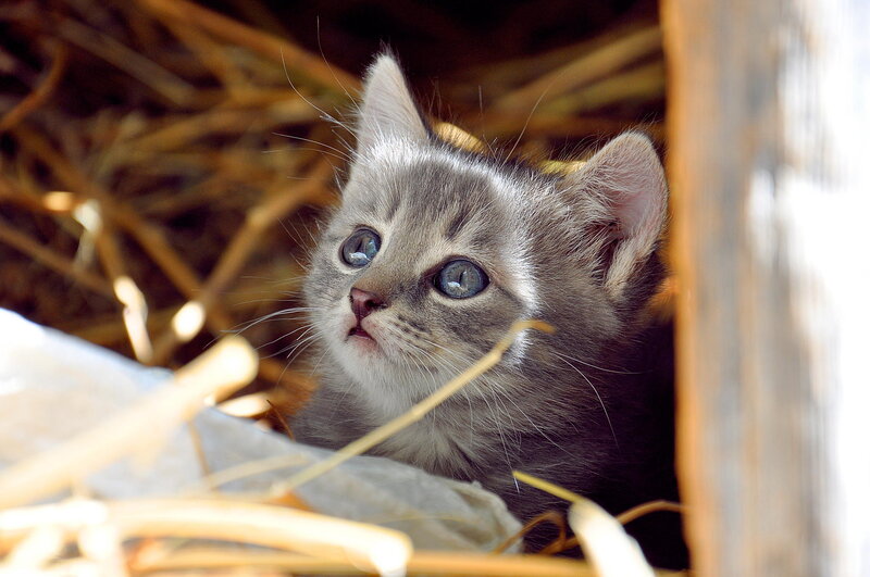 Gray Tabby Kitten — Curious, Afternoon, Photograph, Straw