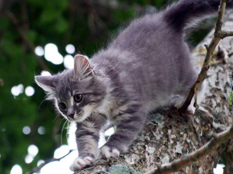 Gray Tabby Kitten — Curious, Afternoon, Photograph