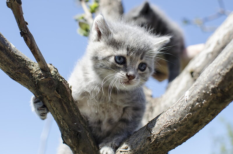 Gray Tabby Kitten — Curious, Afternoon, Photograph, Tree Branch, Blue Sky