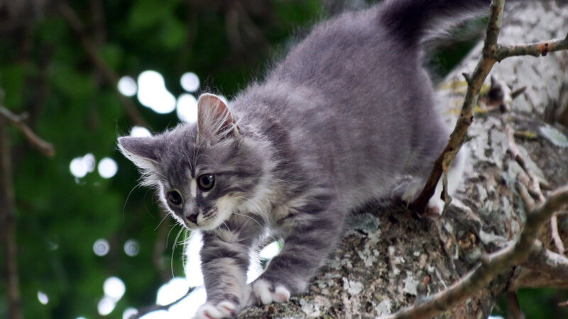 Gray Tabby Kitten — Curious, Afternoon, Photograph, Tree, Branch