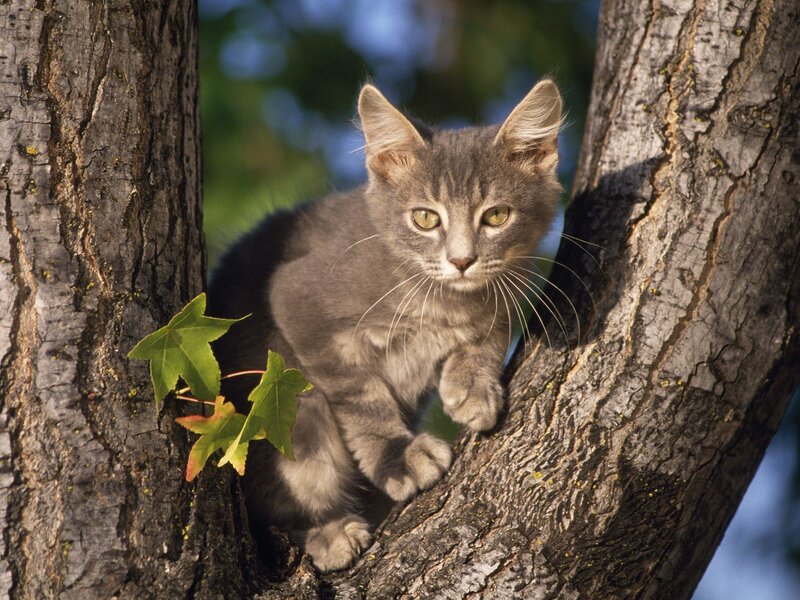 Gray Tabby Kitten — Curious, Afternoon, Photograph, Tree, Leaves