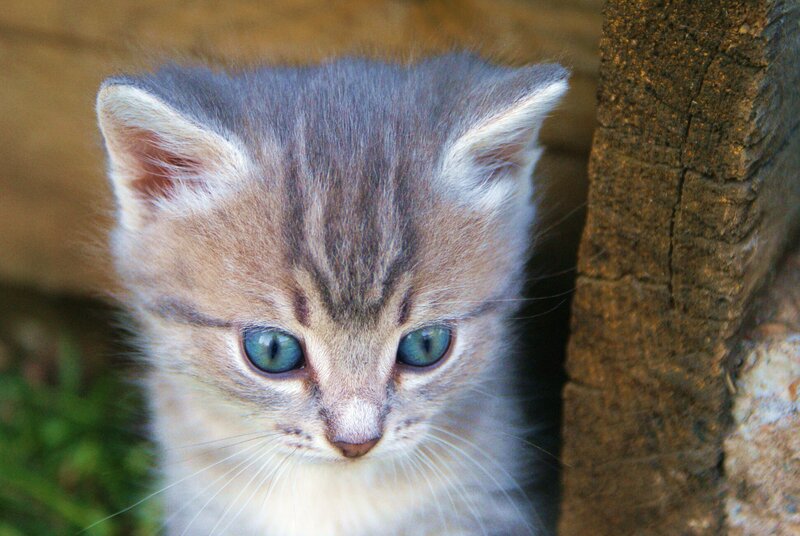 Gray Tabby Kitten — Curious, Afternoon, Photograph, Wooden Post