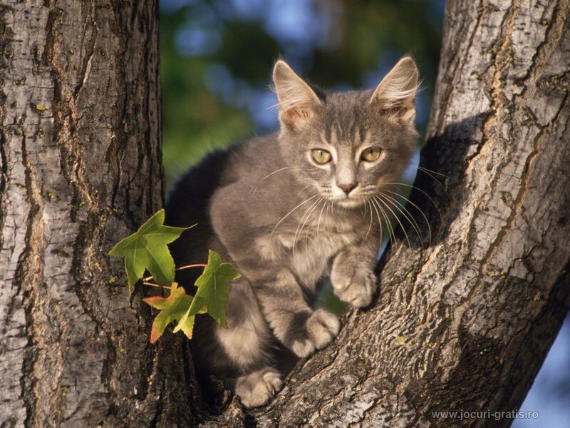Gray Tabby Kitten — Curious, Afternoon
