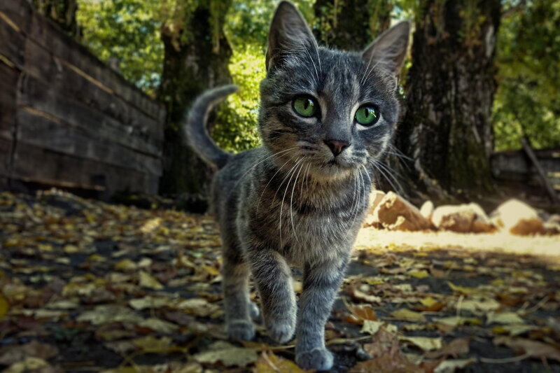 Gray Tabby Kitten — Curious, Autumn