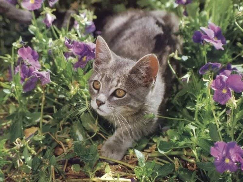 Gray Tabby Kitten — Curious, Daytime, Photograph
