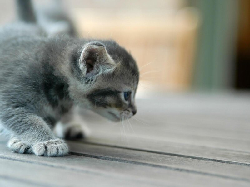 Gray Tabby Kitten — Curious, Daytime