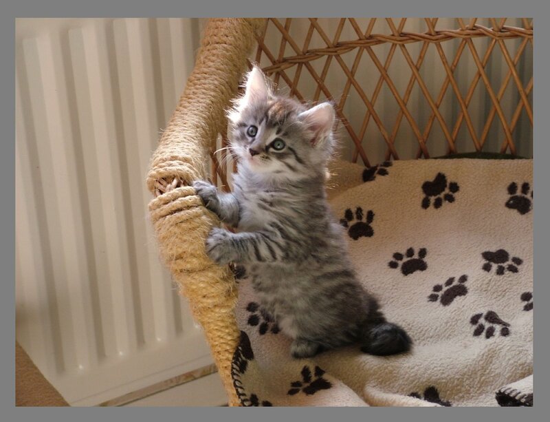 Gray Tabby Kitten — Curious, Morning