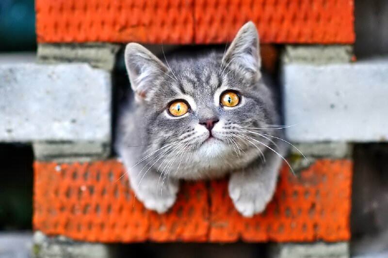 Gray Tabby Kitten — Curious, Photograph, Brick Wall